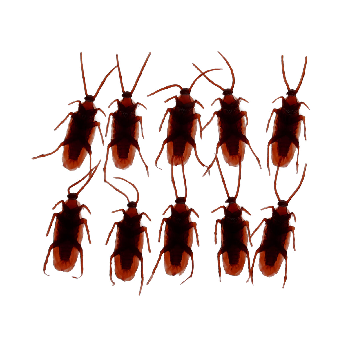 Box of 10 cockroaches